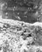 Pacif_0890_Pacifique_0890