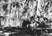 Pacif_0528_Salomon_0042