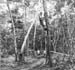 Pacif_0690_Salomon_0058