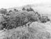 Pacif_0840_Salomon_0062