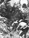 Pacif_0854_Salomon_0065